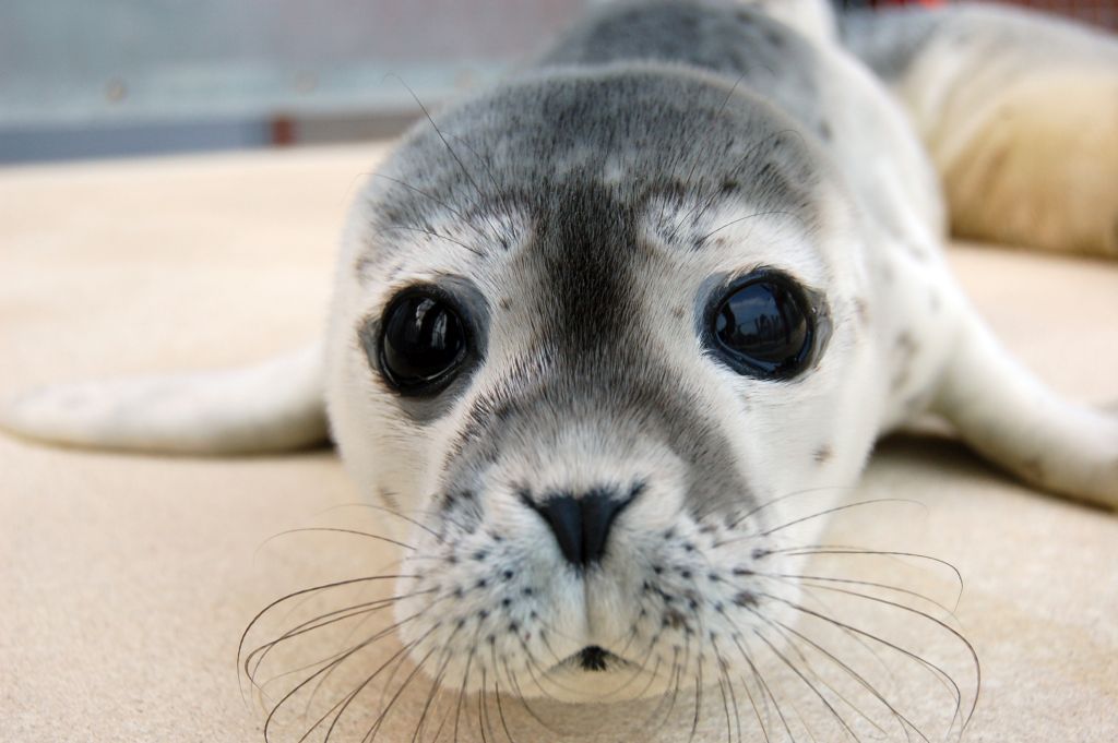 seehundstation-norddeich